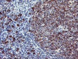 Invitrogen J Chain Monoclonal Antibody (OTI3B3) 100 &mu;L; Unconjugated:Antibodies,