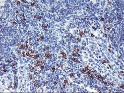 Invitrogen J Chain Monoclonal Antibody (OTI3B3) 100 &mu;L; Unconjugated:Antibodies,