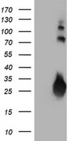 Invitrogen J Chain Monoclonal Antibody (OTI3B3) 100 &mu;L; Unconjugated:Antibodies,