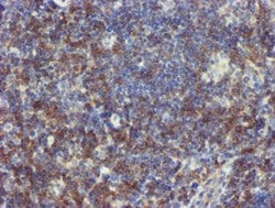 Invitrogen NMT2 Monoclonal Antibody (OTI2A5) 100 &mu;L; Unconjugated:Antibodies,