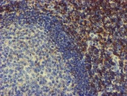 Invitrogen NMT2 Monoclonal Antibody (OTI2A5) 100 &mu;L; Unconjugated:Antibodies,