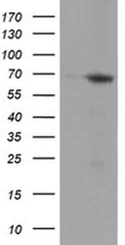 Invitrogen NMT2 Monoclonal Antibody (OTI2A5) 100 &mu;L; Unconjugated:Antibodies,
