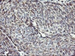 Invitrogen Kir3.1 (KCNJ3) Monoclonal Antibody (OTI1G3) 100 &mu;L; Unconjugated:Antibodies,