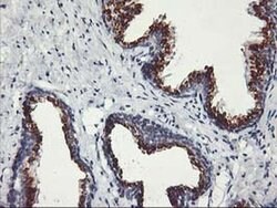 Invitrogen Kir3.1 (KCNJ3) Monoclonal Antibody (OTI1G3) 100 &mu;L; Unconjugated:Antibodies,