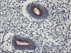 Invitrogen Kir3.1 (KCNJ3) Monoclonal Antibody (OTI1G3) 100 &mu;L; Unconjugated:Antibodies,