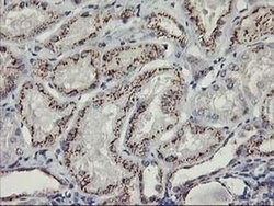 Invitrogen Kir3.1 (KCNJ3) Monoclonal Antibody (OTI1G3) 100 &mu;L; Unconjugated:Antibodies,