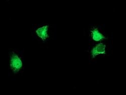 Invitrogen ALG2 Monoclonal Antibody (OTI2A3) 100 &mu;L; Unconjugated:Antibodies,