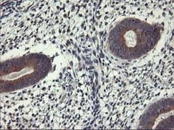Invitrogen ALG2 Monoclonal Antibody (OTI2A3) 100 &mu;L; Unconjugated:Antibodies,