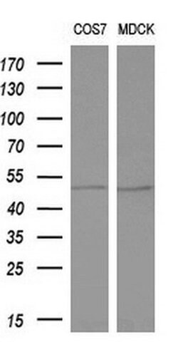 Invitrogen ALG2 Monoclonal Antibody (OTI2A3) 100 &mu;L; Unconjugated:Antibodies,