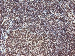 EXOSC7 Monoclonal Antibody (OTI1G8):Antibodies, Monoclonal