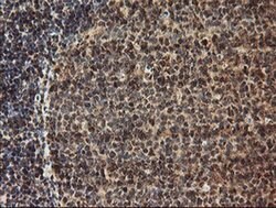 Invitrogen TLE2 Monoclonal Antibody (OTI5A6) 100 μL; Unconjugated:Antibodies,