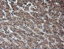 Invitrogen TLE2 Monoclonal Antibody (OTI5A6) 100 μL; Unconjugated:Antibodies,