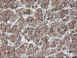 Invitrogen TLE2 Monoclonal Antibody (OTI5A6) 100 μL; Unconjugated:Antibodies,