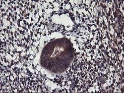 Invitrogen ALG2 Monoclonal Antibody (OTI3C2) 100 &mu;L; Unconjugated:Antibodies,