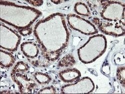 Invitrogen ALG2 Monoclonal Antibody (OTI3C2) 100 &mu;L; Unconjugated:Antibodies,