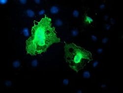 Invitrogen DTNB Monoclonal Antibody (OTI3C11) 100 &mu;L; Unconjugated:Antibodies,