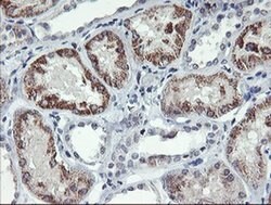 Invitrogen DTNB Monoclonal Antibody (OTI3C11) 100 &mu;L; Unconjugated:Antibodies,