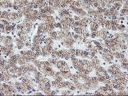 Invitrogen DTNB Monoclonal Antibody (OTI3C11) 100 &mu;L; Unconjugated:Antibodies,