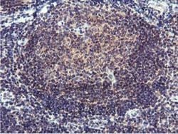 Invitrogen RFXANK Monoclonal Antibody (OTI3C10) 100 &mu;L; Unconjugated:Antibodies,