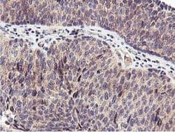 Invitrogen RFXANK Monoclonal Antibody (OTI3C10) 100 &mu;L; Unconjugated:Antibodies,