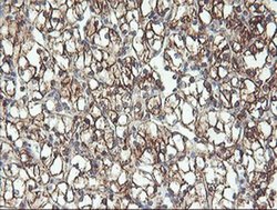 Invitrogen RFXANK Monoclonal Antibody (OTI3E7) 100 &mu;L | Buy Online | Invitrogen&trade; | Fisher Scientific