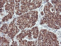 Invitrogen PECI Monoclonal Antibody (OTI1C8) 100 &mu;L; Unconjugated:Antibodies,
