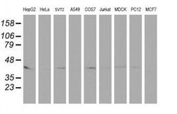 Invitrogen PECI Monoclonal Antibody (OTI1C8) 100 &mu;L; Unconjugated:Antibodies,