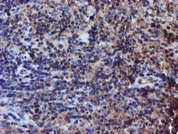 Invitrogen Iduronate 2 Sulfatase Monoclonal Antibody (OTI4G2) 100 &mu;L | Buy Online | Invitrogen&trade; | Fisher Scientific