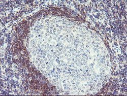 Invitrogen Pallidin Monoclonal Antibody (OTI1H9) 100 &mu;L | Buy Online | Invitrogen&trade; | Fisher Scientific