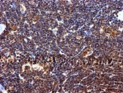 Invitrogen RUVBL2 Monoclonal Antibody (OTI1H10) 100 &mu;L; Unconjugated:Antibodies,