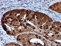 Invitrogen RUVBL2 Monoclonal Antibody (OTI1H10) 100 &mu;L; Unconjugated:Antibodies,