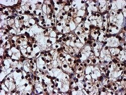 Invitrogen RUVBL2 Monoclonal Antibody (OTI1H10) 100 &mu;L; Unconjugated:Antibodies,