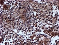 Invitrogen RUVBL2 Monoclonal Antibody (OTI1H10) 100 &mu;L; Unconjugated:Antibodies,