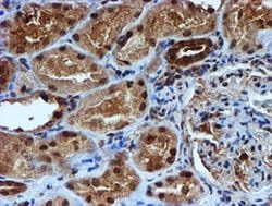 Invitrogen RUVBL2 Monoclonal Antibody (OTI1H10) 100 &mu;L; Unconjugated:Antibodies,