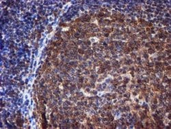 Invitrogen RUVBL2 Monoclonal Antibody (OTI1H10) 100 &mu;L; Unconjugated:Antibodies,