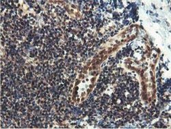 Invitrogen Epsin 2 Monoclonal Antibody (OTI1G3) 100 &mu;L; Unconjugated:Antibodies,