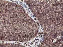 Invitrogen Epsin 2 Monoclonal Antibody (OTI1G3) 100 &mu;L; Unconjugated:Antibodies,