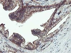 Invitrogen Epsin 2 Monoclonal Antibody (OTI1G3) 100 &mu;L; Unconjugated:Antibodies,
