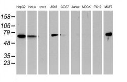 Invitrogen Epsin 2 Monoclonal Antibody (OTI1B4) 100 &mu;L | Buy Online | Invitrogen&trade; | Fisher Scientific