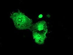 Invitrogen PSMD3 Monoclonal Antibody (OTI2C2) 100 &mu;L; Unconjugated:Antibodies,