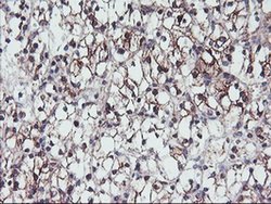 Invitrogen GADD34 Monoclonal Antibody (OTI4F1) 100 &mu;L; Unconjugated:Antibodies,