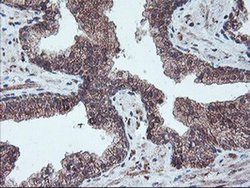 Invitrogen GADD34 Monoclonal Antibody (OTI4F1) 100 &mu;L; Unconjugated:Antibodies,