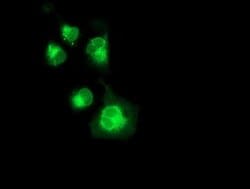 Invitrogen Neuroplastin Monoclonal Antibody (OTI3C4) 100 &mu;L; Unconjugated:Antibodies,