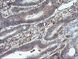 Invitrogen Neuroplastin Monoclonal Antibody (OTI3C4) 100 &mu;L; Unconjugated:Antibodies,