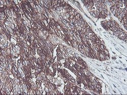 Invitrogen Neuroplastin Monoclonal Antibody (OTI3C4) 100 &mu;L; Unconjugated:Antibodies,
