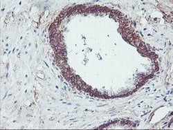 Invitrogen Neuroplastin Monoclonal Antibody (OTI3C4) 100 &mu;L; Unconjugated:Antibodies,