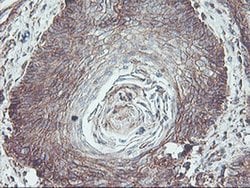 Invitrogen Neuroplastin Monoclonal Antibody (OTI3C4) 100 &mu;L; Unconjugated:Antibodies,