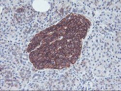 Invitrogen Neuroplastin Monoclonal Antibody (OTI3C4) 100 &mu;L; Unconjugated:Antibodies,