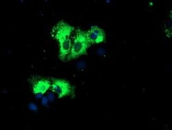 Invitrogen REEP2 Monoclonal Antibody (OTI2C7) 100 &mu;L; Unconjugated:Antibodies,