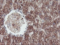 Invitrogen REEP2 Monoclonal Antibody (OTI2C7) 100 &mu;L; Unconjugated:Antibodies,